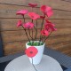 la petite fleur