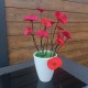 la petite fleur